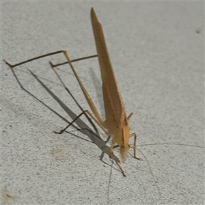 Polichne parvicauda at Surf Beach, NSW - 1 Oct 2024 08:33 PM