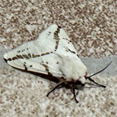 Ardices canescens (Dark-spotted Tiger Moth) at Surf Beach, NSW - 1 Oct 2024 by Hejor1