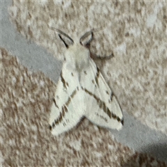 Ardices canescens at Surf Beach, NSW - 1 Oct 2024 08:33 PM