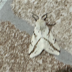 Ardices canescens at Surf Beach, NSW - 1 Oct 2024