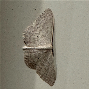 Scopula optivata at Surf Beach, NSW - 1 Oct 2024