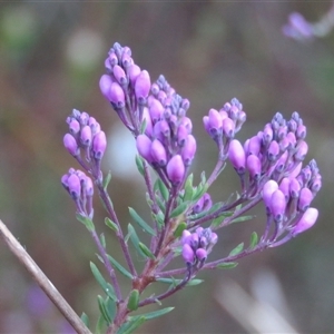 Comesperma ericinum at Mittagong, NSW - suppressed