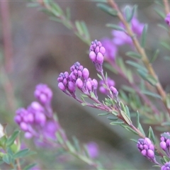 Comesperma ericinum at Mittagong, NSW - suppressed