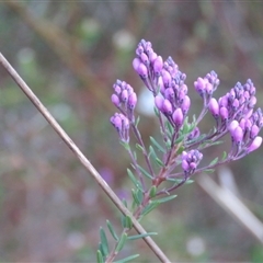 Comesperma ericinum at Mittagong, NSW - suppressed