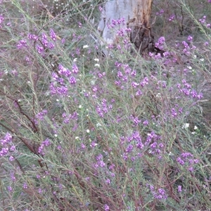 Comesperma ericinum at Mittagong, NSW - suppressed