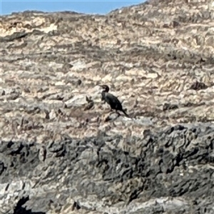 Phalacrocorax carbo at Malua Bay, NSW - 1 Oct 2024 01:55 PM