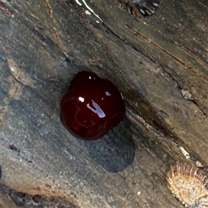 Actinia tenebrosa at Malua Bay, NSW - 1 Oct 2024