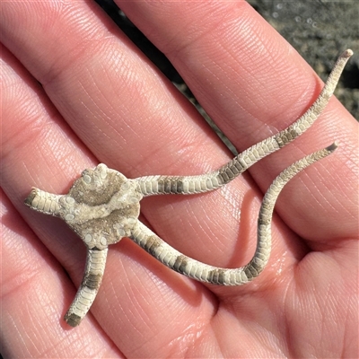 Ophiarachnella ramsayi (Brittle Star) at Malua Bay, NSW - 1 Oct 2024 by Hejor1