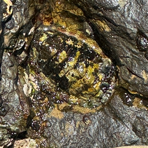 Chiton sp. at Malua Bay, NSW - 1 Oct 2024 01:14 PM