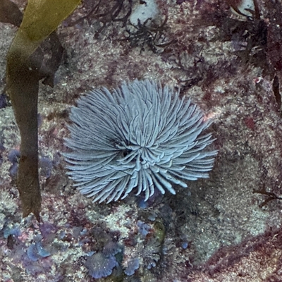 Sabellastarte australiensis at Malua Bay, NSW - 1 Oct 2024 by Hejor1