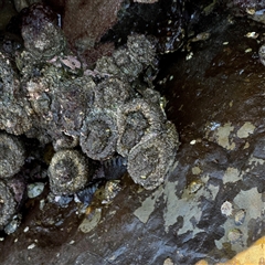 Pyura stolonifera (Cunjevoi) at Malua Bay, NSW - 1 Oct 2024 by Hejor1