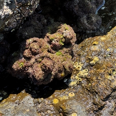 Pyura stolonifera at Malua Bay, NSW - 1 Oct 2024