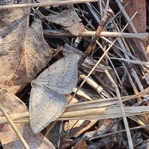 Taxeotis reserata at Bungendore, NSW - 1 Oct 2024