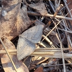 Taxeotis reserata at Bungendore, NSW - 1 Oct 2024