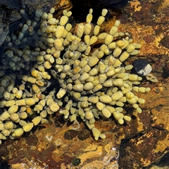 Hormosira banksii at Malua Bay, NSW - 1 Oct 2024 by Hejor1