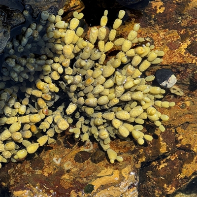 Hormosira banksii at Malua Bay, NSW - 1 Oct 2024 by Hejor1