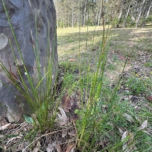 Juncus sp. at Kangaroo Valley, NSW - suppressed