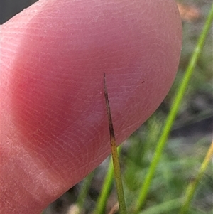 Juncus sp. at Kangaroo Valley, NSW - suppressed