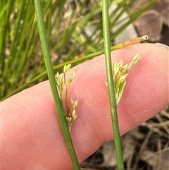 Juncus sp. at Kangaroo Valley, NSW - suppressed