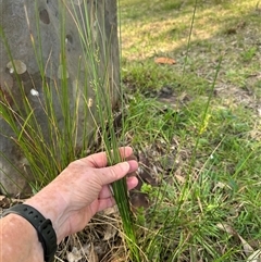 Juncus sp. at Kangaroo Valley, NSW - suppressed