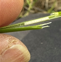 Juncus sp. at Kangaroo Valley, NSW - suppressed