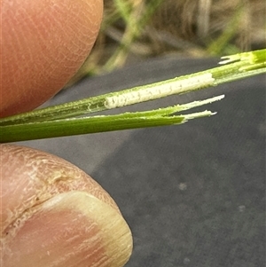 Juncus sp. at Kangaroo Valley, NSW - suppressed