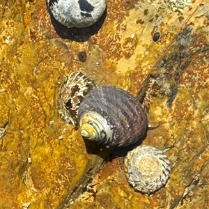 Austrocochlea sp. at Malua Bay, NSW - 1 Oct 2024