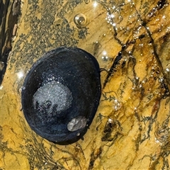 Nerita melanotragus (Black Nerite) at Malua Bay, NSW - 1 Oct 2024 by Hejor1