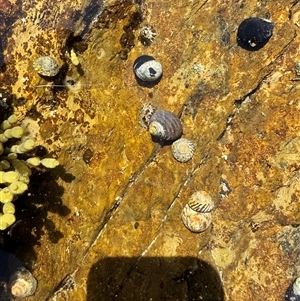 Nerita melanotragus at Malua Bay, NSW - 1 Oct 2024