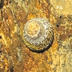 Bembicium nanum at Malua Bay, NSW - 1 Oct 2024