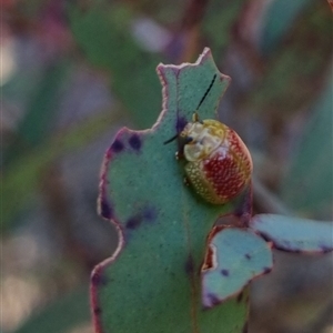 Paropsisterna fastidiosa at Bungendore, NSW - 1 Oct 2024