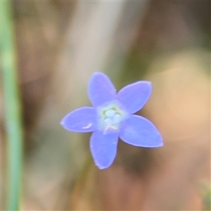 Wahlenbergia sp. at Surf Beach, NSW - 1 Oct 2024