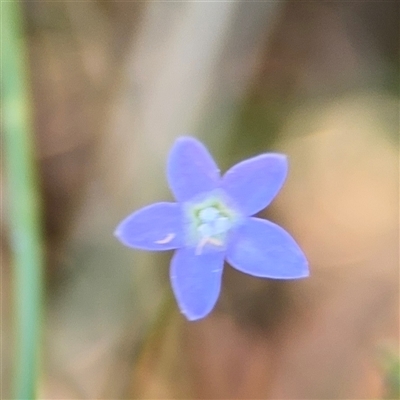 Wahlenbergia sp. (Bluebell) at Surf Beach, NSW - 1 Oct 2024 by Hejor1