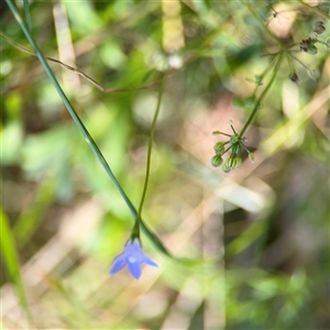 Wahlenbergia sp. at Surf Beach, NSW - 1 Oct 2024