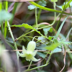 Billardiera mutabilis (Climbing Apple Berry, Apple Berry, Snot Berry, Apple Dumblings, Changeable Flowered Billardiera) at Surf Beach, NSW - 1 Oct 2024 by Hejor1