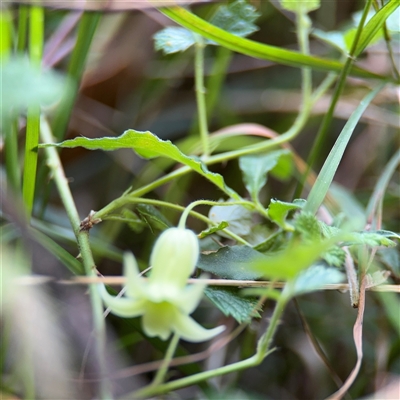 Billardiera mutabilis (Climbing Apple Berry, Apple Berry, Snot Berry, Apple Dumblings, Changeable Flowered Billardiera) at Surf Beach, NSW - 1 Oct 2024 by Hejor1