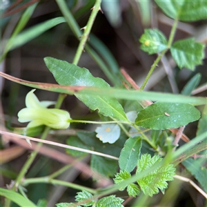 Billardiera mutabilis at Surf Beach, NSW - 1 Oct 2024