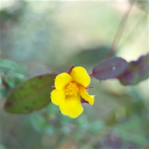 Hibbertia dentata at Surf Beach, NSW - 1 Oct 2024 12:22 PM