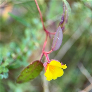 Hibbertia dentata at Mogo, NSW - 1 Oct 2024 12:22 PM