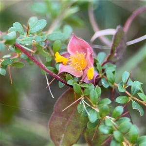 Hibbertia dentata at Surf Beach, NSW - 1 Oct 2024