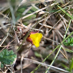 Hibbertia dentata at Surf Beach, NSW - 1 Oct 2024