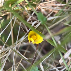 Hibbertia dentata at Mogo, NSW - 1 Oct 2024 12:22 PM