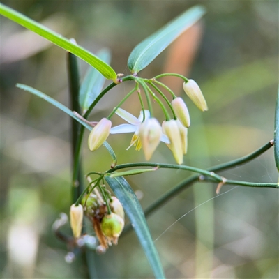 Geitonoplesium cymosum (Climbing Lily) at Surf Beach, NSW - 1 Oct 2024 by Hejor1