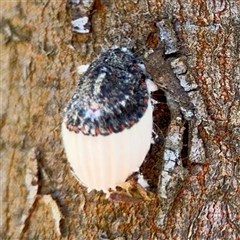 Monophlebulus sp. (genus) (Giant Snowball Mealybug) at Surf Beach, NSW - 1 Oct 2024 by Hejor1