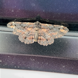 Pholodes sinistraria at Surf Beach, NSW - 1 Oct 2024 12:08 PM