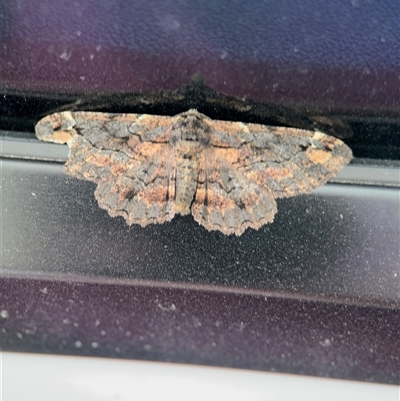 Pholodes sinistraria (Sinister or Frilled Bark Moth) at Surf Beach, NSW - 1 Oct 2024 by Hejor1