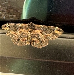 Pholodes sinistraria at Surf Beach, NSW - 1 Oct 2024 12:08 PM