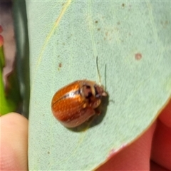 Paropsisterna bimaculata (Tasmanian Eucalyptus Leaf Beetle) at Bungendore, NSW - 1 Oct 2024 by clarehoneydove