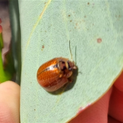 Paropsisterna bimaculata (Tasmanian Eucalyptus Leaf Beetle) at Bungendore, NSW - 1 Oct 2024 by clarehoneydove