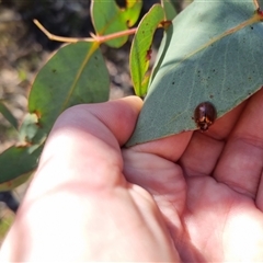 Paropsisterna bimaculata at Bungendore, NSW - 1 Oct 2024